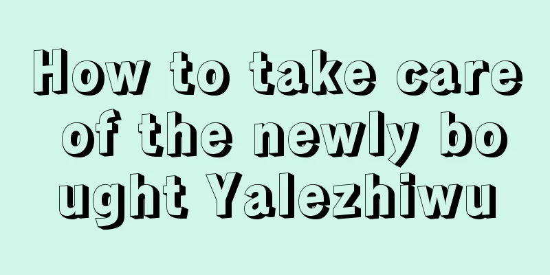 How to take care of the newly bought Yalezhiwu