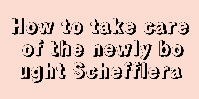 How to take care of the newly bought Schefflera