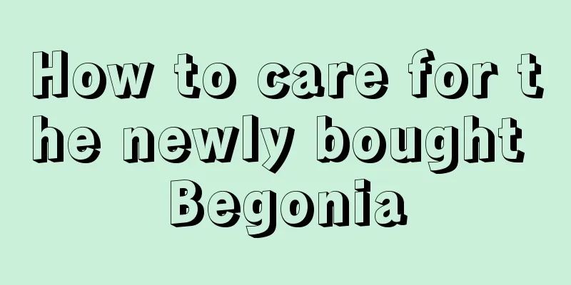 How to care for the newly bought Begonia