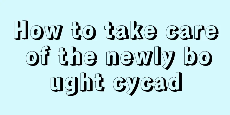 How to take care of the newly bought cycad