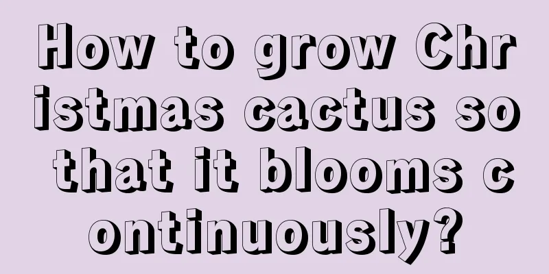 How to grow Christmas cactus so that it blooms continuously?