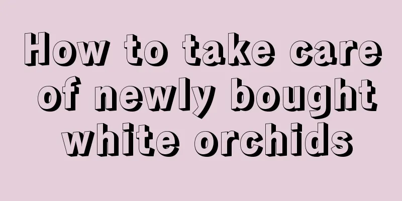 How to take care of newly bought white orchids