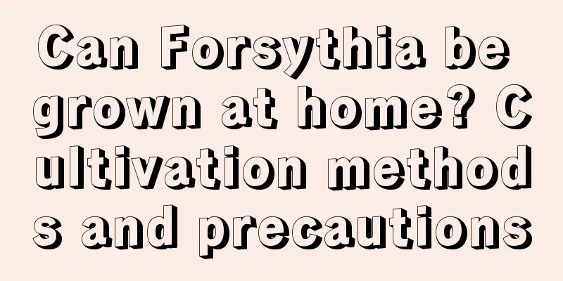 Can Forsythia be grown at home? Cultivation methods and precautions