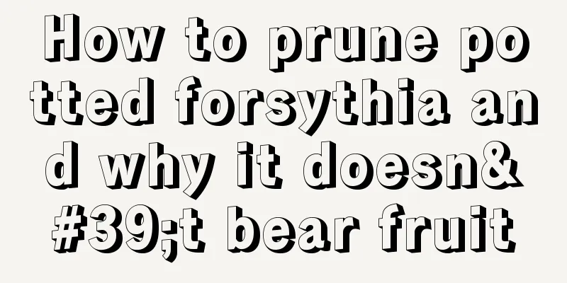 How to prune potted forsythia and why it doesn't bear fruit