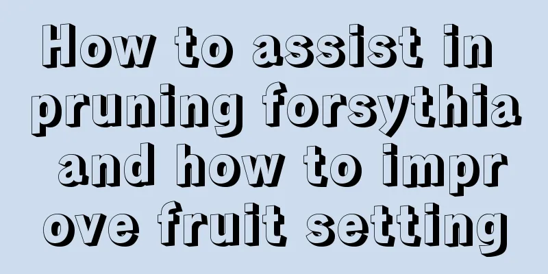 How to assist in pruning forsythia and how to improve fruit setting