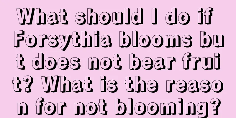 What should I do if Forsythia blooms but does not bear fruit? What is the reason for not blooming?