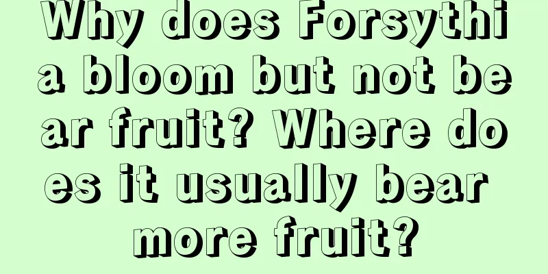 Why does Forsythia bloom but not bear fruit? Where does it usually bear more fruit?