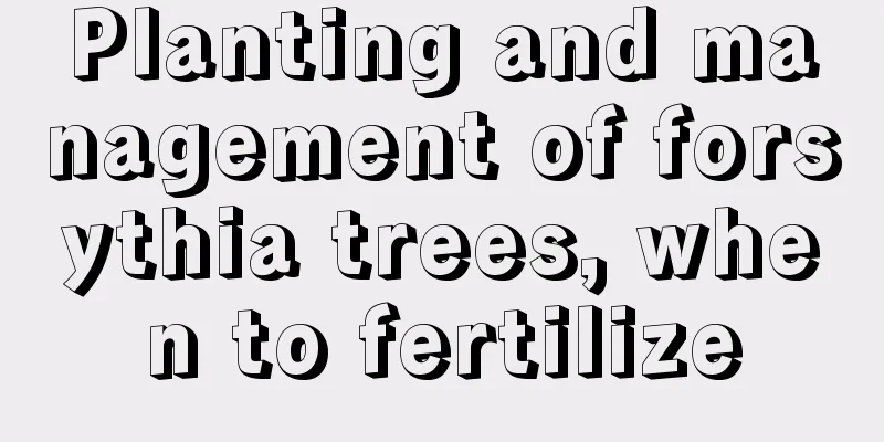 Planting and management of forsythia trees, when to fertilize