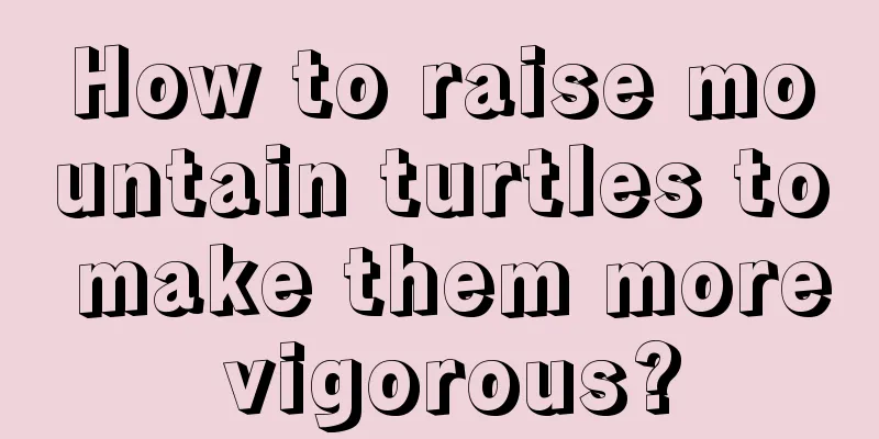 How to raise mountain turtles to make them more vigorous?