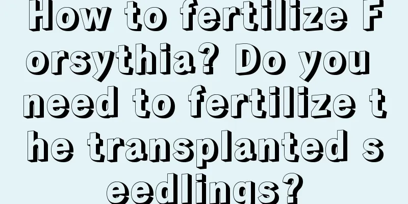 How to fertilize Forsythia? Do you need to fertilize the transplanted seedlings?