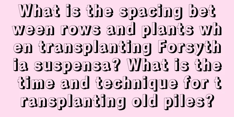 What is the spacing between rows and plants when transplanting Forsythia suspensa? What is the time and technique for transplanting old piles?