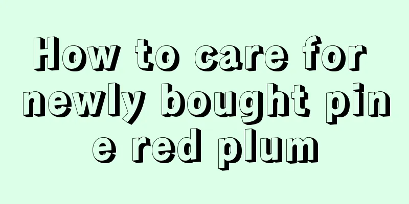 How to care for newly bought pine red plum