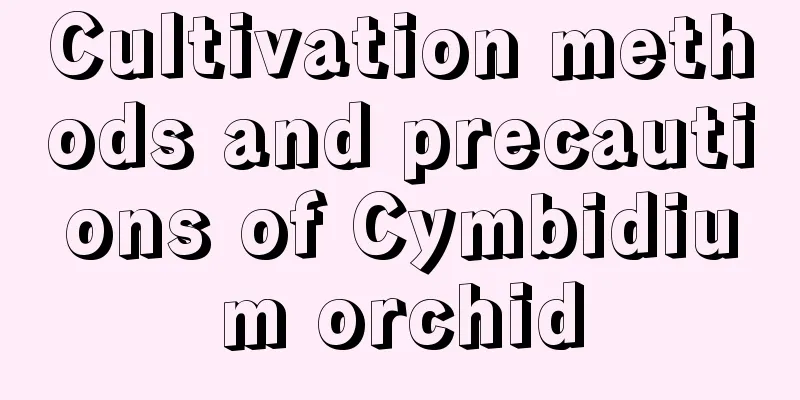 Cultivation methods and precautions of Cymbidium orchid