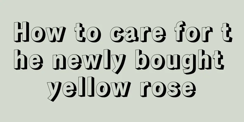 How to care for the newly bought yellow rose