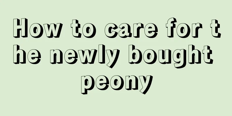 How to care for the newly bought peony