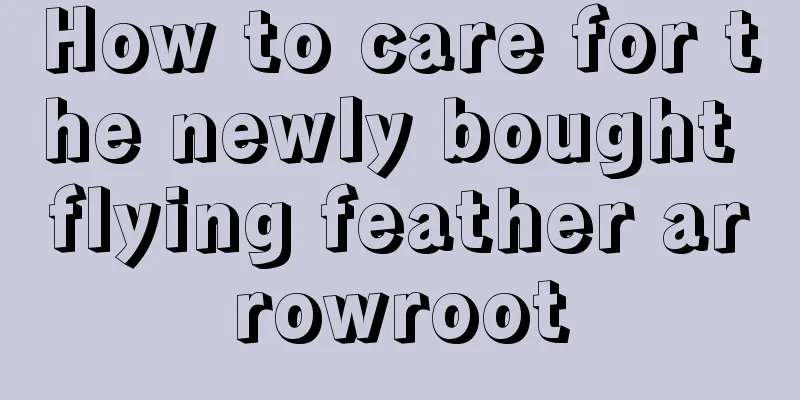 How to care for the newly bought flying feather arrowroot