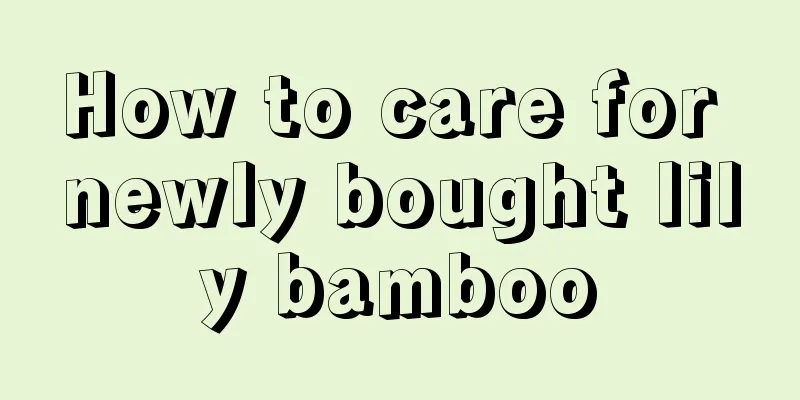 How to care for newly bought lily bamboo