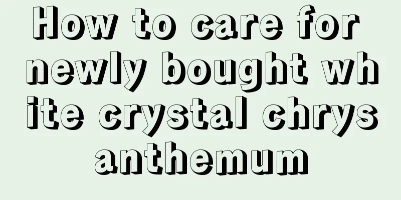 How to care for newly bought white crystal chrysanthemum