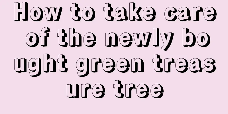 How to take care of the newly bought green treasure tree