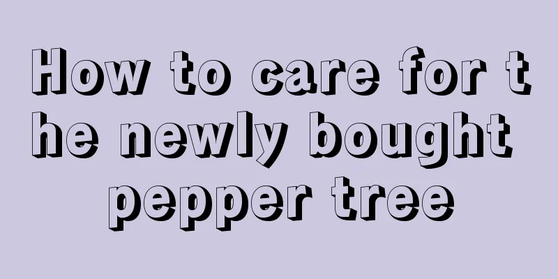 How to care for the newly bought pepper tree