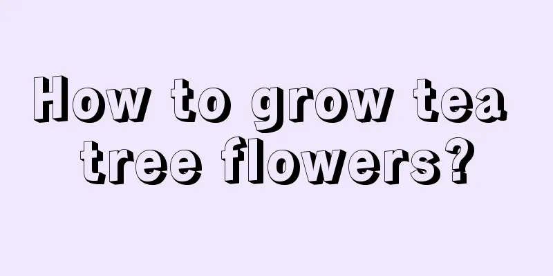 How to grow tea tree flowers?