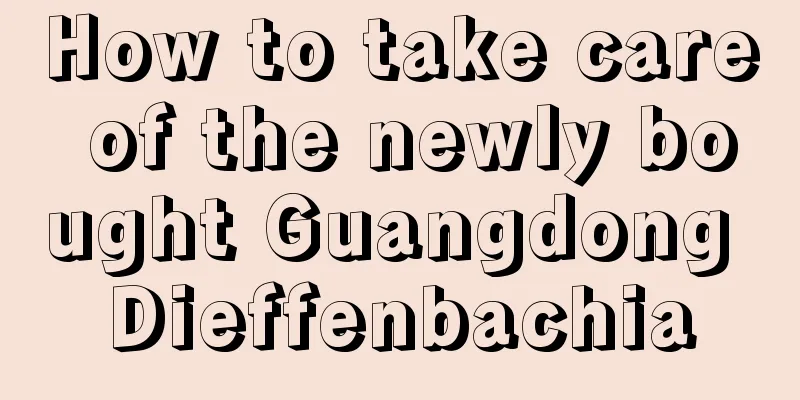 How to take care of the newly bought Guangdong Dieffenbachia