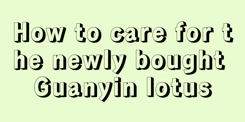 How to care for the newly bought Guanyin lotus