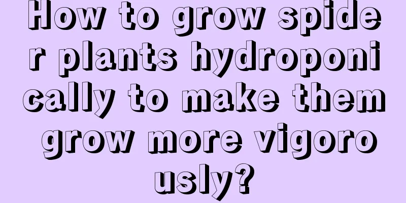 How to grow spider plants hydroponically to make them grow more vigorously?