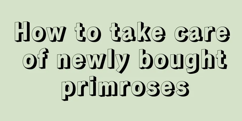 How to take care of newly bought primroses