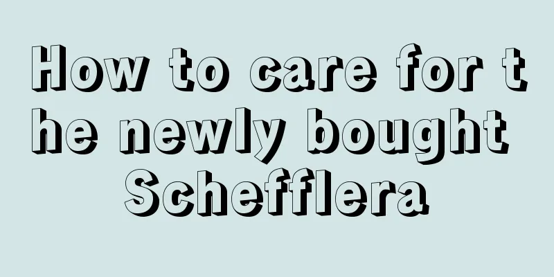 How to care for the newly bought Schefflera