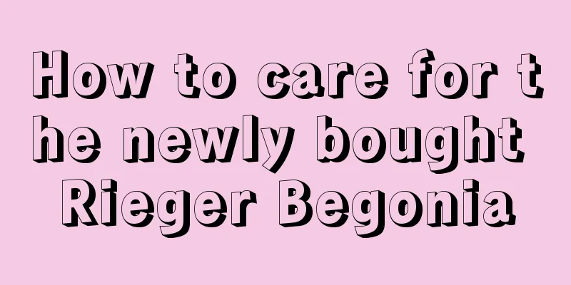 How to care for the newly bought Rieger Begonia