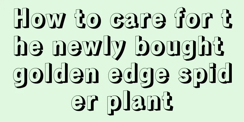 How to care for the newly bought golden edge spider plant