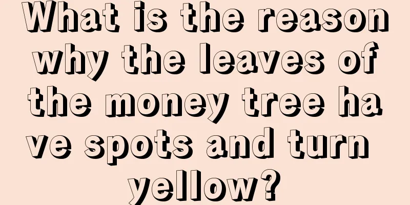 What is the reason why the leaves of the money tree have spots and turn yellow?