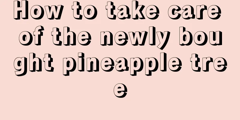 How to take care of the newly bought pineapple tree