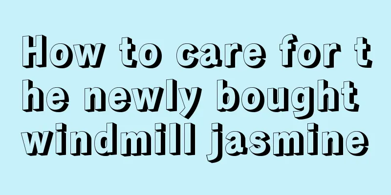 How to care for the newly bought windmill jasmine