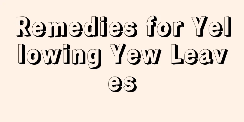 Remedies for Yellowing Yew Leaves