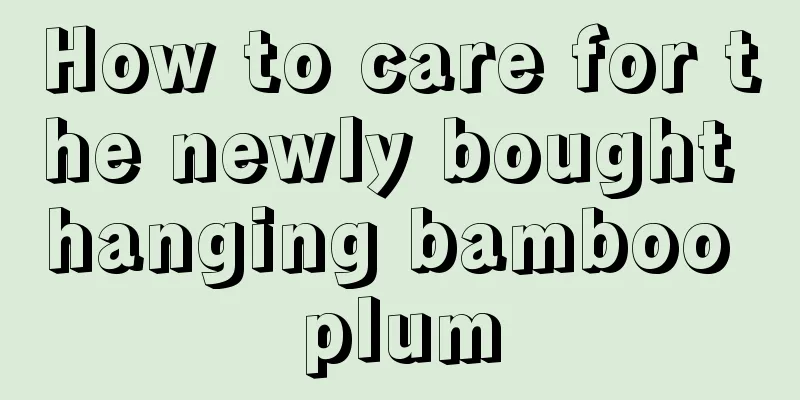 How to care for the newly bought hanging bamboo plum