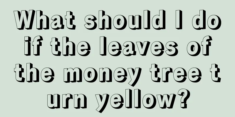 What should I do if the leaves of the money tree turn yellow?