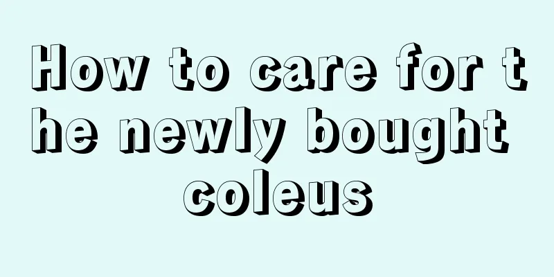 How to care for the newly bought coleus