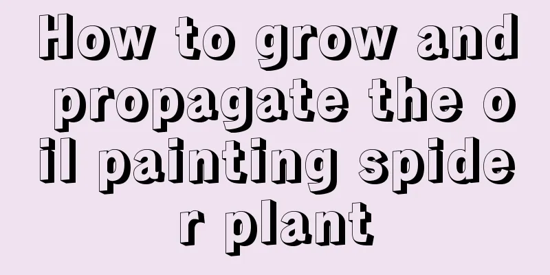 How to grow and propagate the oil painting spider plant