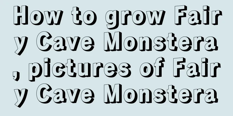 How to grow Fairy Cave Monstera, pictures of Fairy Cave Monstera