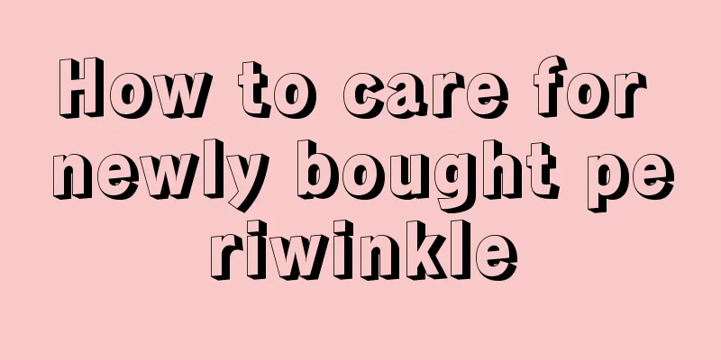 How to care for newly bought periwinkle