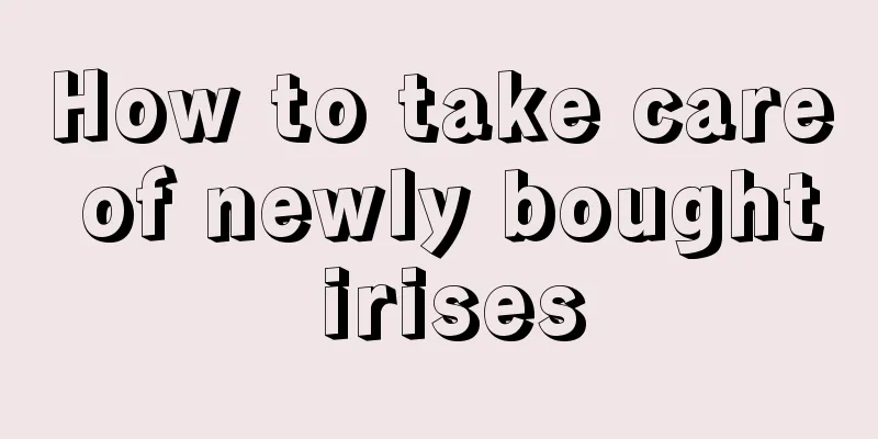 How to take care of newly bought irises