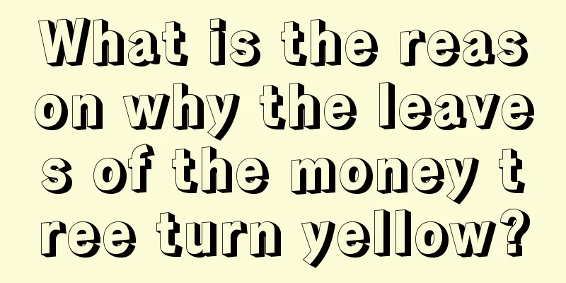 What is the reason why the leaves of the money tree turn yellow?