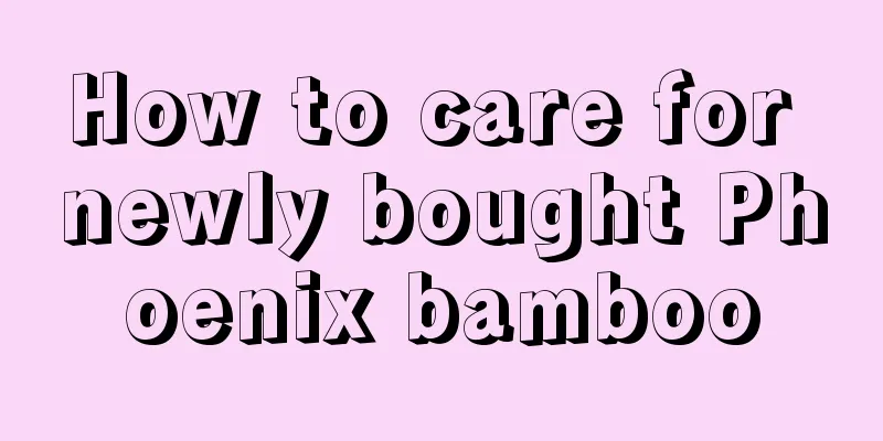 How to care for newly bought Phoenix bamboo