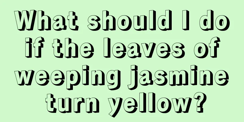 What should I do if the leaves of weeping jasmine turn yellow?