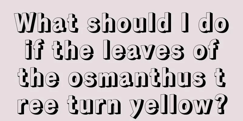 What should I do if the leaves of the osmanthus tree turn yellow?