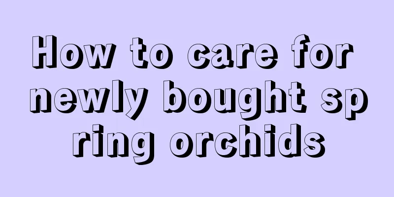 How to care for newly bought spring orchids