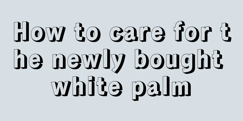 How to care for the newly bought white palm