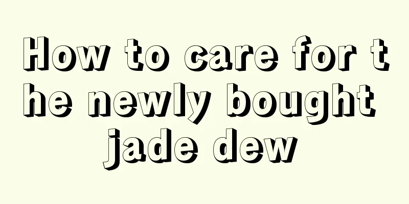 How to care for the newly bought jade dew